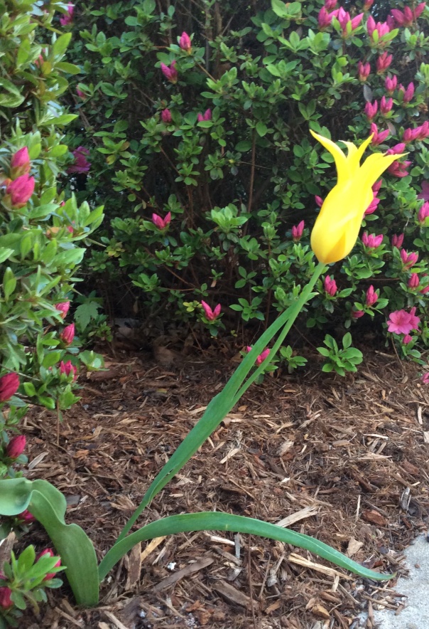 A West Point tulip avoids the hungry neighborhood deer.