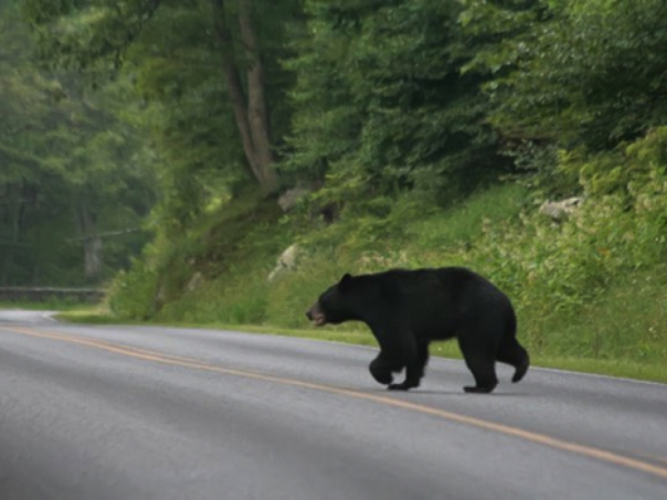 Q: Why did the black bear cross the road? A: Obviously, to avoid the hikers who were out celebrating National Trails Day.
